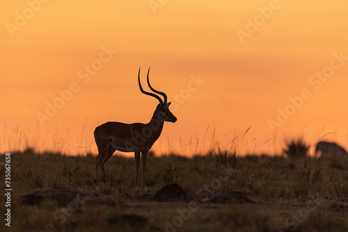 Lever de soleil sur le Masai Mara photo