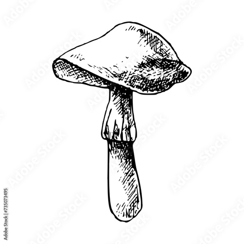 Hand drawn forest mushroom vector illustration. Isolated sketch of a toadstool. Organic product on white background for menu, label, packaging, recipe