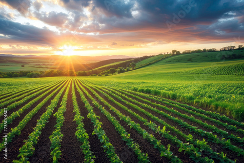 Sunset over the farm field. Agriculture and industry concept.