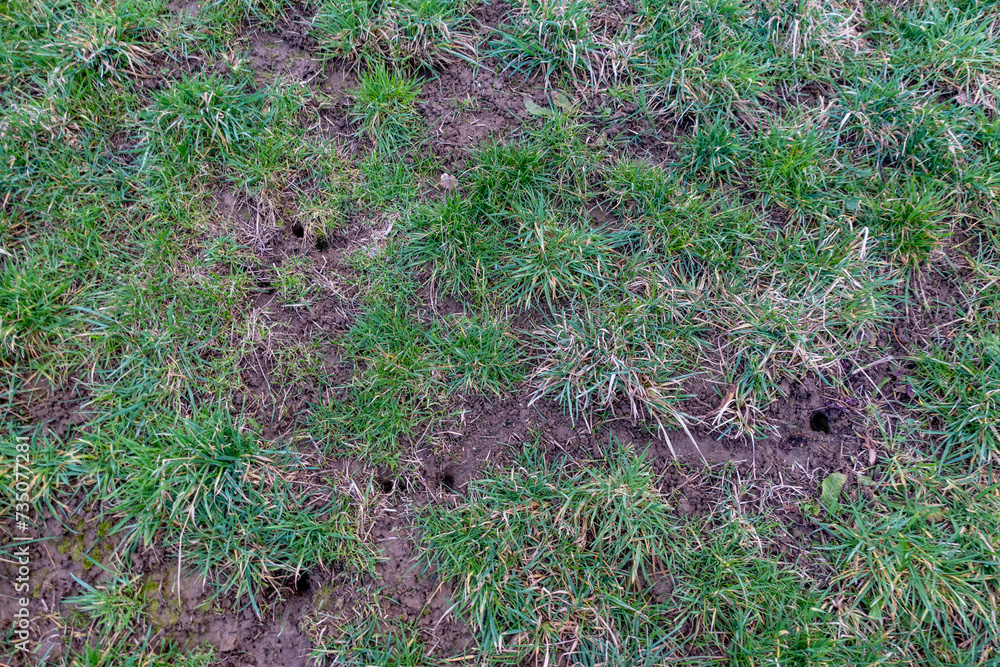 Obraz premium Eingänge in einen Wühlmäusebau