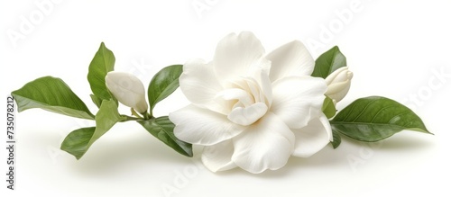 Beautiful white flower with green leaves isolated on pure white background for botanical concept or decoration