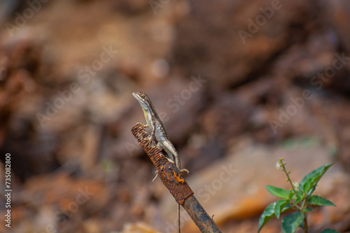 Closeup of a fan-throated lizard (Sitana ponticeriana) with a nature background.