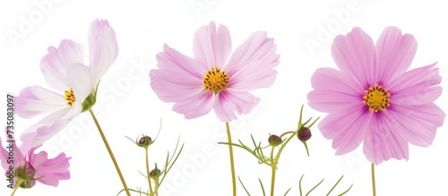 Beautiful blooming pink cosmos flowers isolated on clean white background for springtime floral design concept
