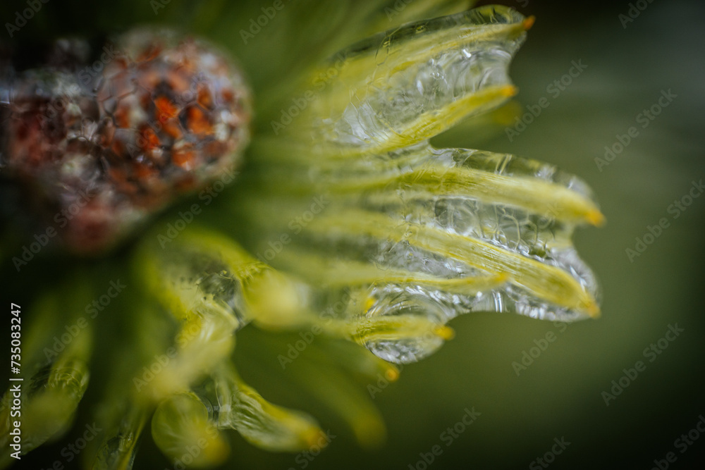 Fototapeta premium Icy tree branches. Tree branches with ice. Green needles with ice