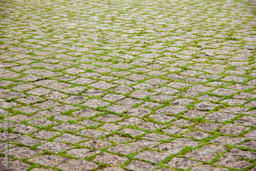 Tableau sur toile Paving stones overgrown with grass