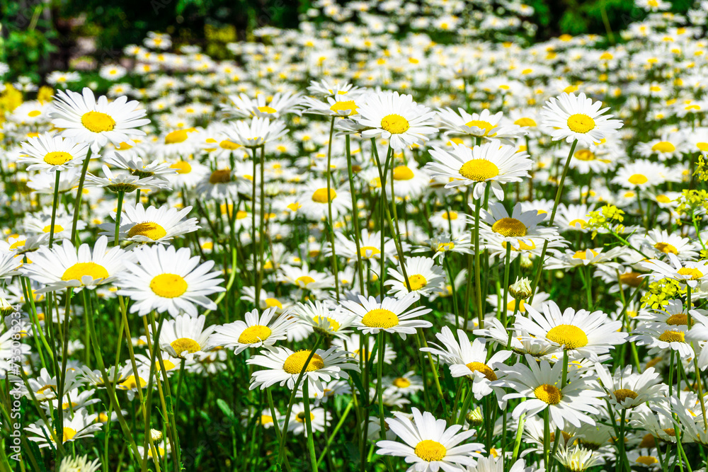Glade of daisies in clear weather under the midday dazzlingly bright summer sun - obrazy, fototapety, plakaty 