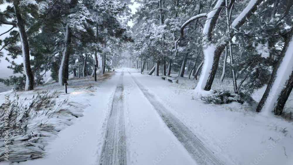 Walking on tire tracks in fresh snow by pine trees on coast in winter Walking on tire tracks in fresh snow by pine trees on coast in winter