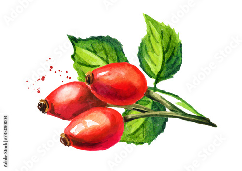 Obraz na płótnie Branch of wild rose or Rosehips with green leaves
