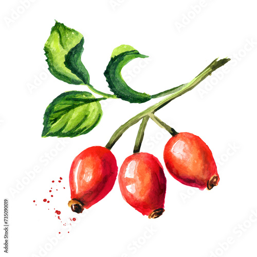 Branch of wild rose with red briar fruits, Rosehips with green leaves. Hand drawn watercolor illustration, isolated on white background