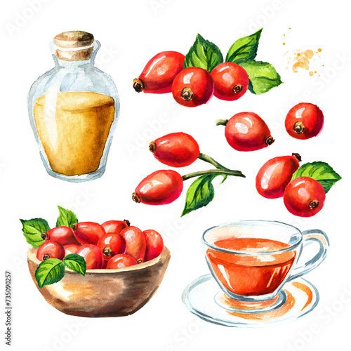 Wild rose or Rosehips with green leaf, oil and tea set. Hand drawn watercolor illustration, isolated on white background © dariaustiugova
