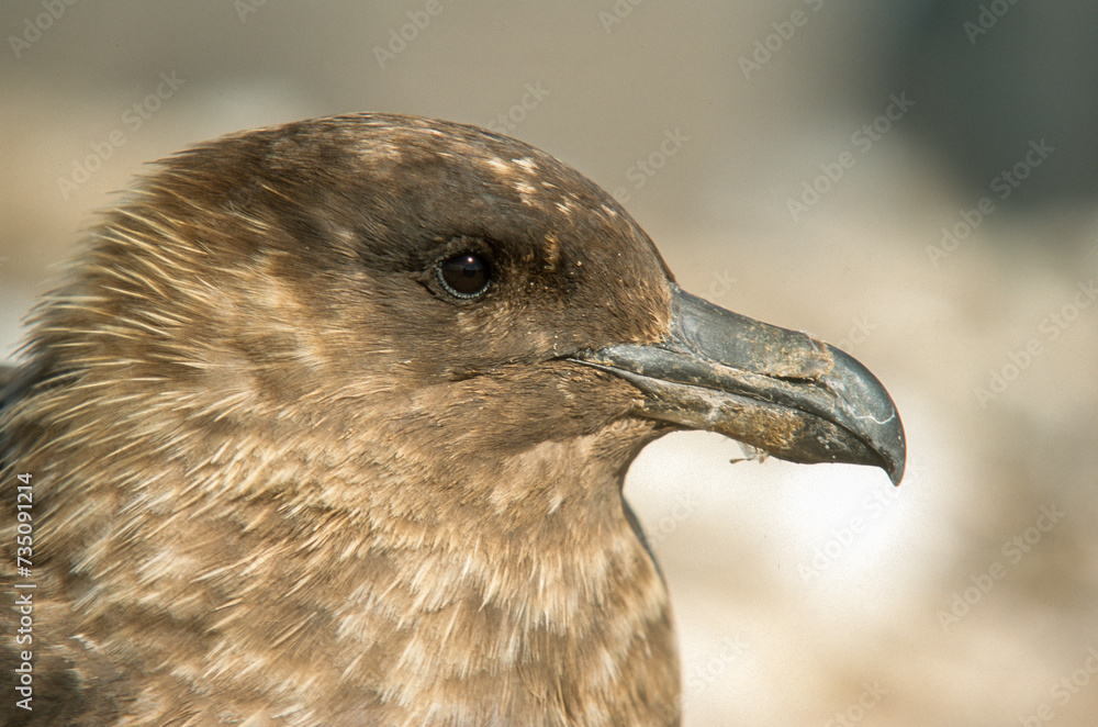 Grand Labbe, .Stercorarius skua, Great Skua Grand Labbe, .Stercorarius skua, Great Skua