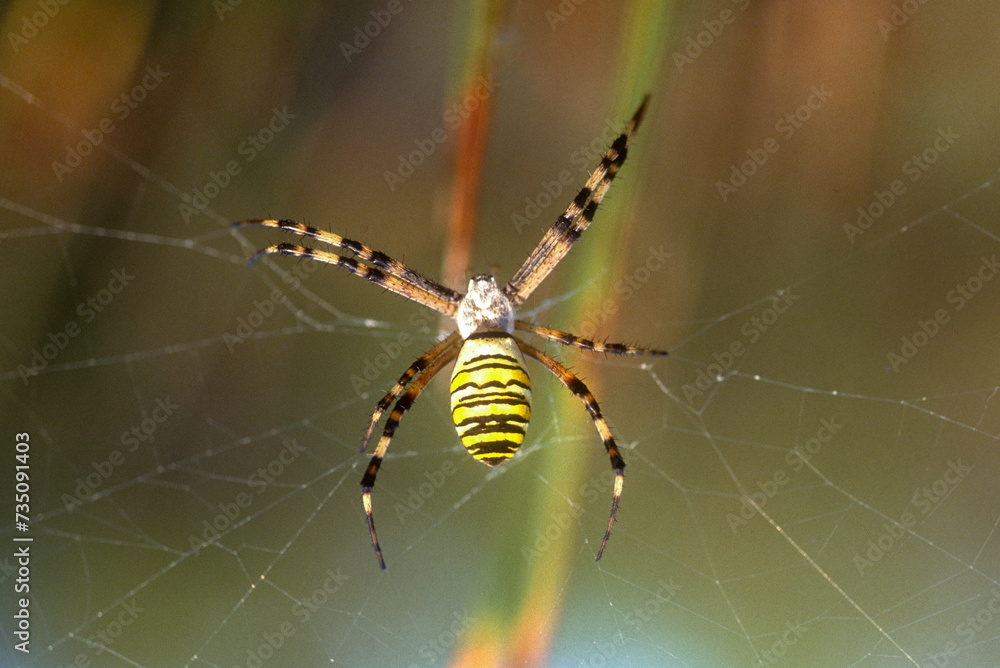 Argiope frelon, Argiope bruennichi, Argiope frelon, Argiope bruennichi,