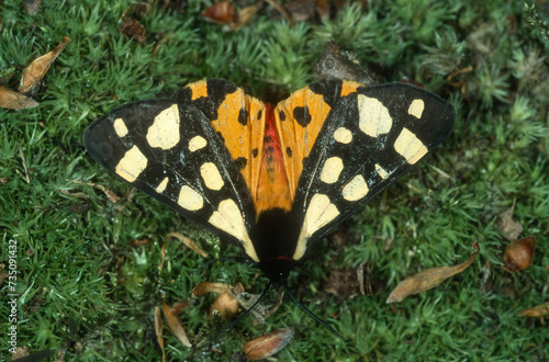 écaille chinée, papillon,  Euplagia quadripunctaria photo