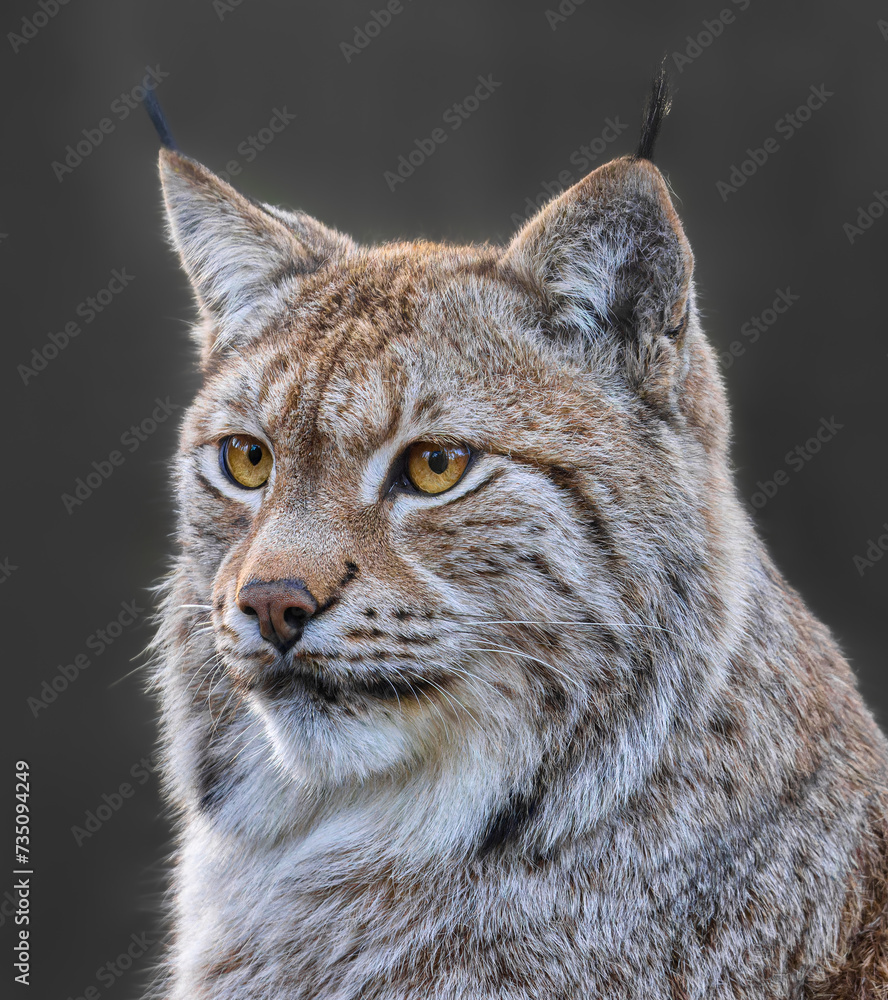 Obraz premium Close up view of an Eurasian lynx (Lynx lynx)