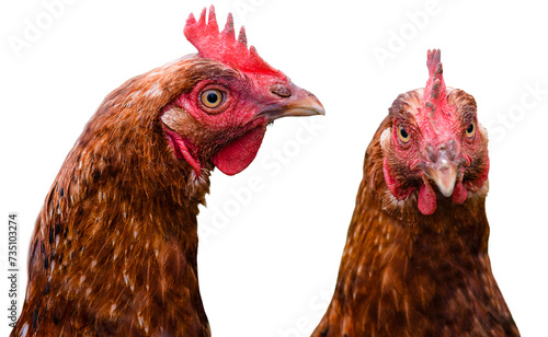Two chickens isolated on a transparent background