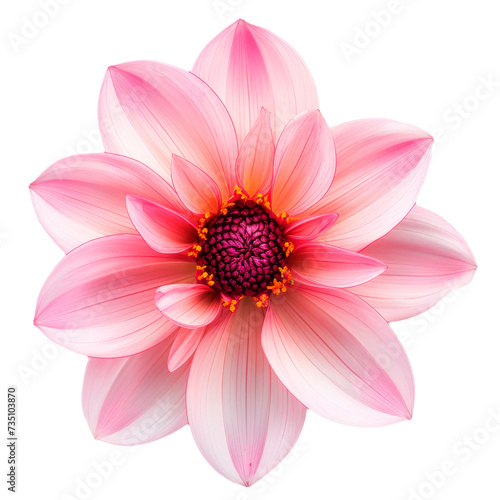 Pink Flower With Red Center on Transparent Background