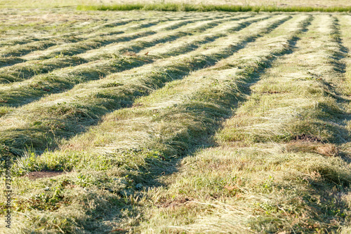 Cut grass in the field waiting to be harvested.