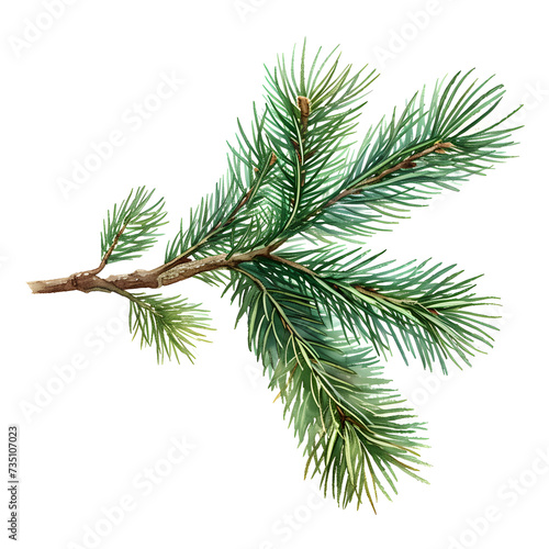  a branch of pine needles on white background  
