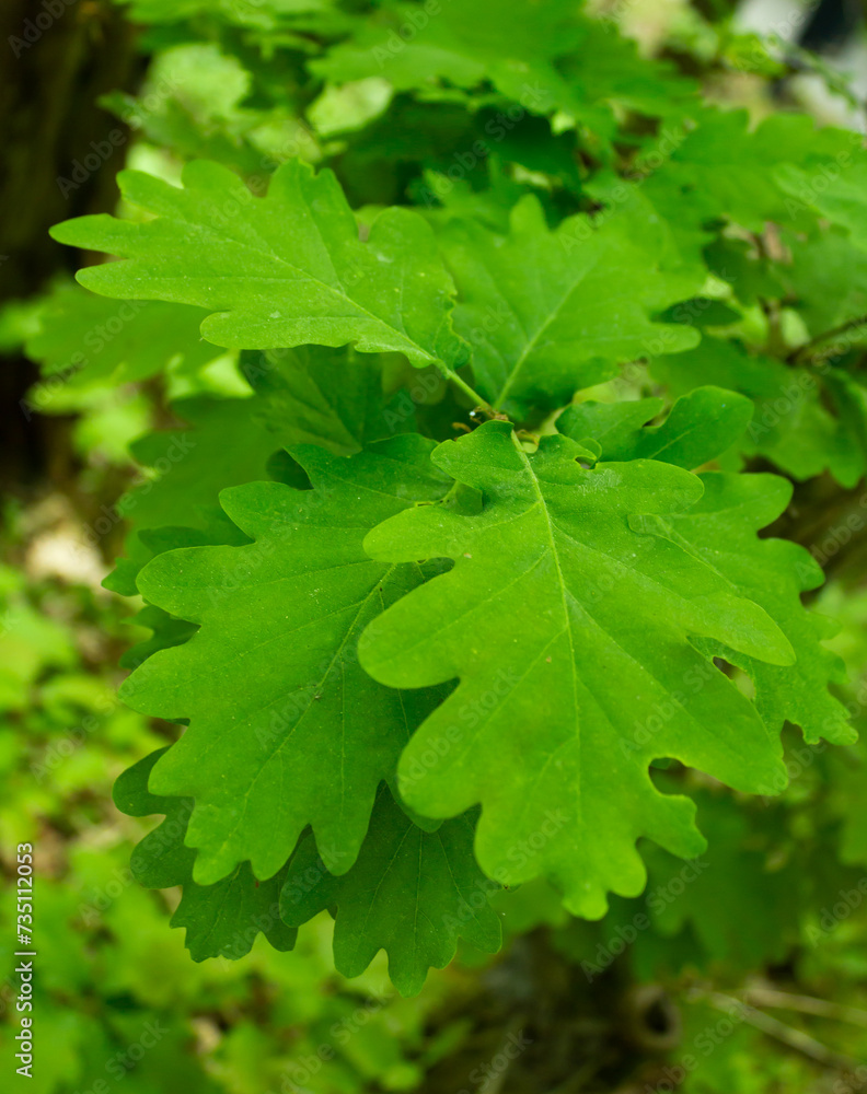 Green oak leaves closeup shot in the nature. Beautiful leaf shape oak tree brunch. Macro photography summer flora forest plant. Green oak leaves closeup shot in the nature. Beautiful leaf shape oak tree brunch. Macro photography summer flora forest plant.