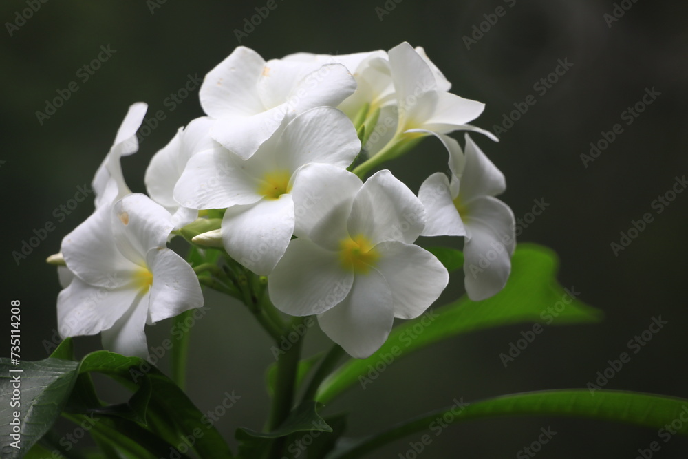 Fototapeta premium Plumeria Pudica (Bridal Bouquet Plumeria, White Frangipani, Fiddle Leaf Plumeria) , This profuse bloomer has leaves in the shape of a cobra's hood, and its flowers are white with a yellow center