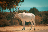 Adult Addax crossing the road 