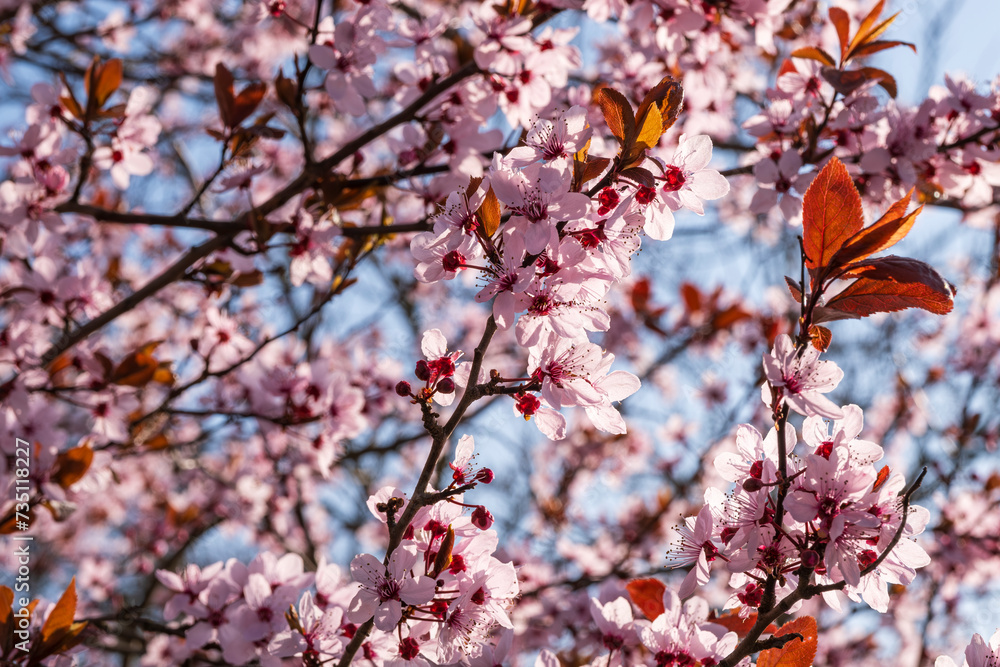 Close-up of gorgeous pink blooming almond blossoms in the Palatinate/Germany Close-up of gorgeous pink blooming almond blossoms in the Palatinate/Germany