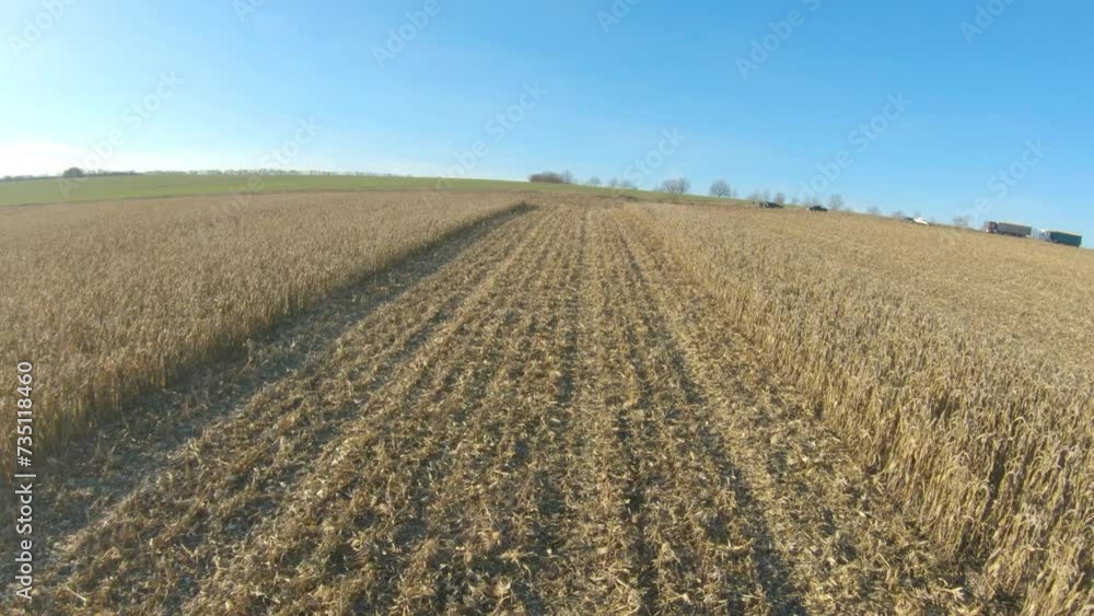 Aerial shot of corn field during harvesting process at farmland. Flying over meadow at sunny day. Beautiful countryside view at background. Concept of agricultural farming. Slow motion Aerial shot of corn field during harvesting process at farmland. Flying over meadow at sunny day. Beautiful countryside view at background. Concept of agricultural farming. Slow motion