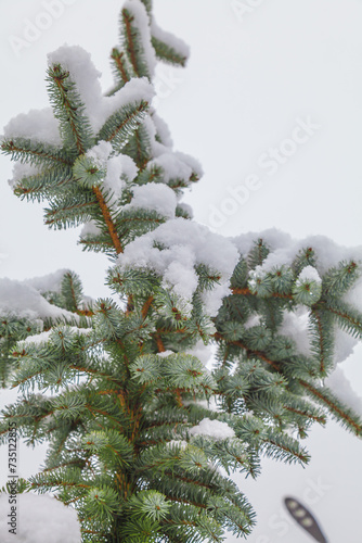 Winter snowy pine Christmas tree. Calm blurred snowflakes winter background with copy space. Winter New Year is approaching.