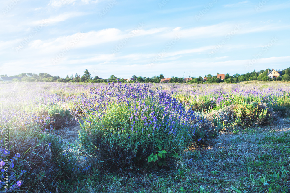 Fototapeta premium Lavender field at Tihany peninsula, Hungary
