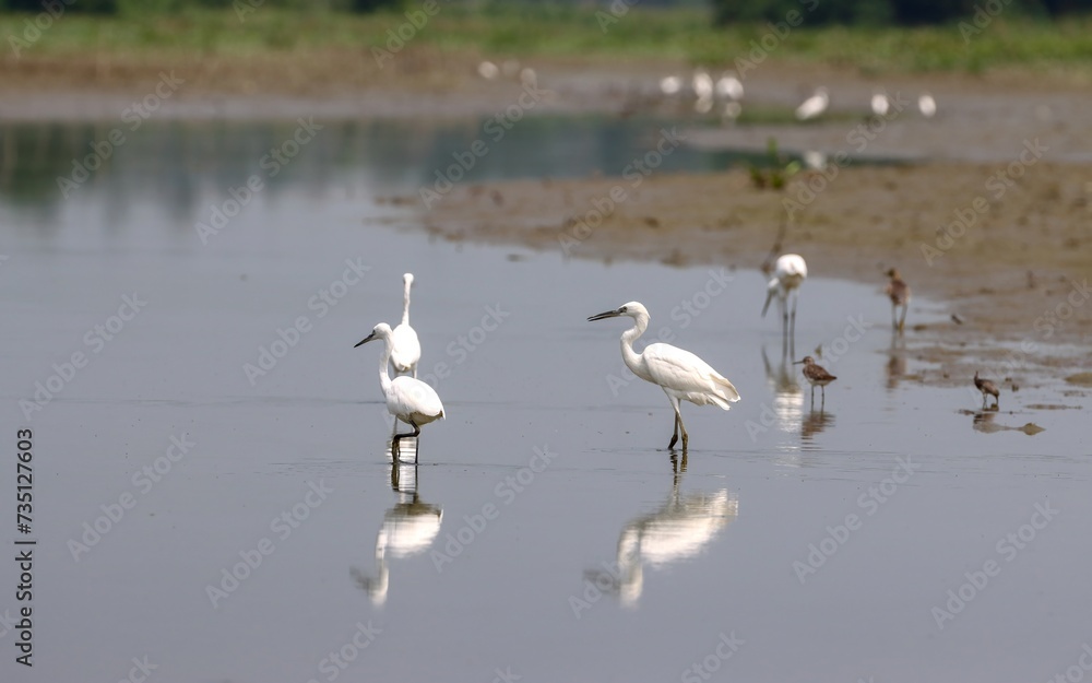 Mixed flock of water birds.this photo was taken from Chittagong,Bangladesh. Mixed flock of water birds.this photo was taken from Chittagong,Bangladesh.
