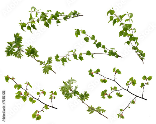 Various spring tree branches with young green leaves on white background