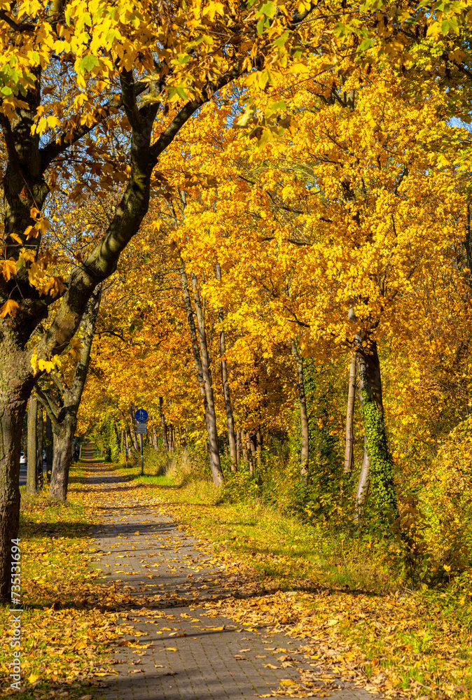 Herbstzeit, Bäume und Blattwerk im Park, Berlin, Deutschland