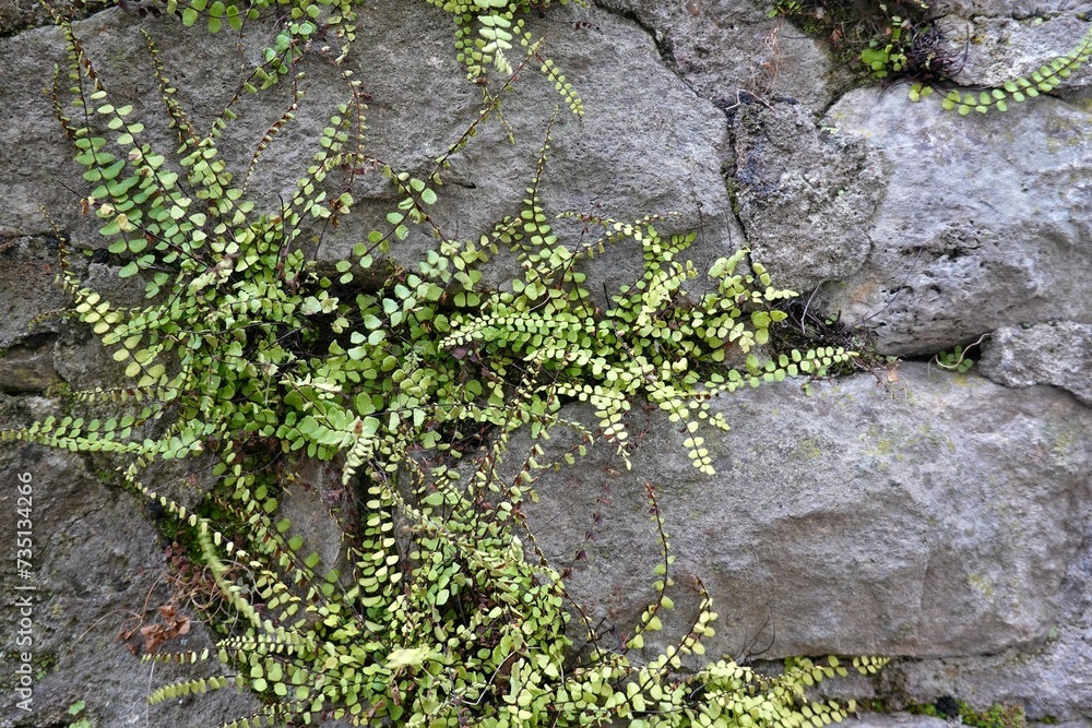 Obraz premium Mauer mit Farn 