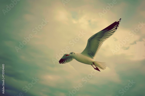 A seagull gliding gracefully through the sky  with its wings outstretched