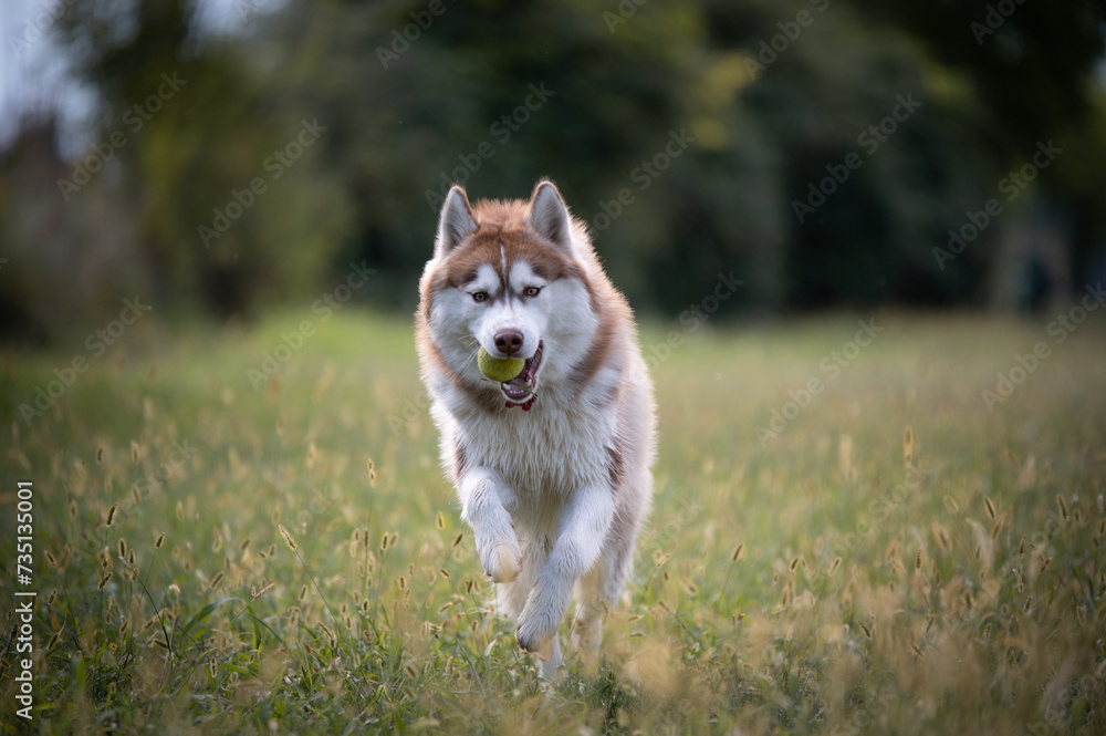 dog running in the park