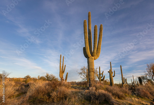 Close Up View Of Saguaro Cactus Early Evening Scottsdale AZ