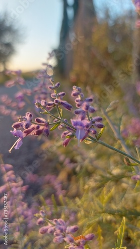 Lavanda nel sole del tramonto