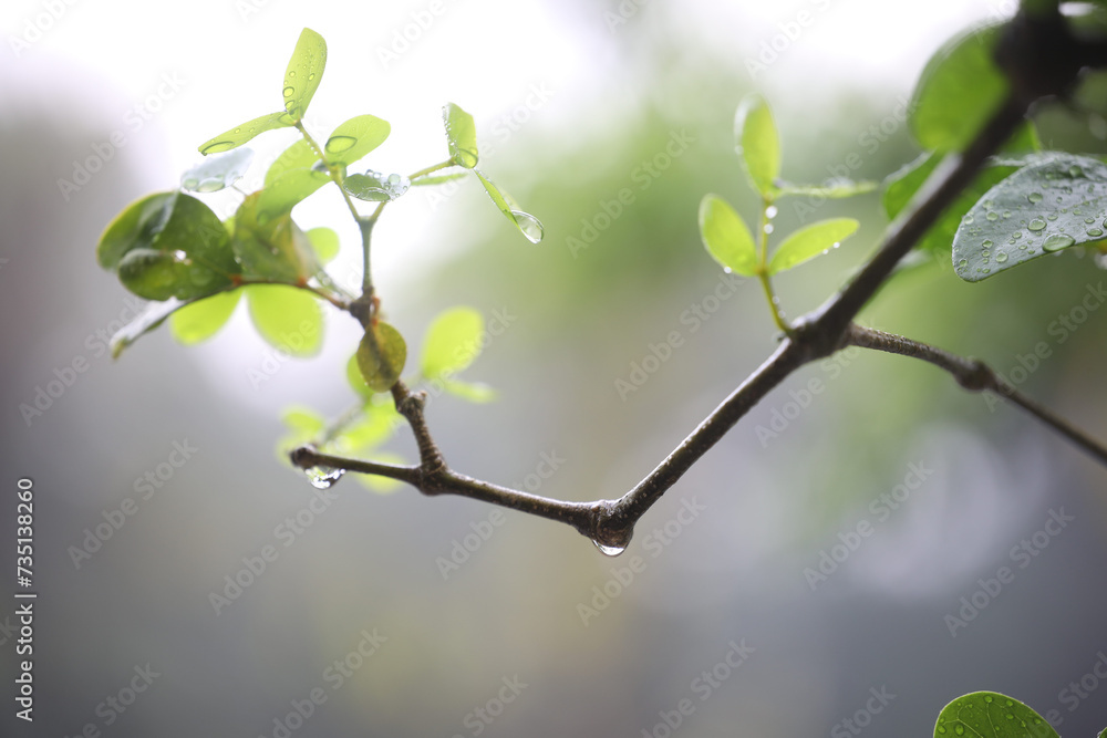 Lignum vitae, Kaeo chao chom tree leaves macro closeup Lignum vitae, Kaeo chao chom tree leaves macro closeup
