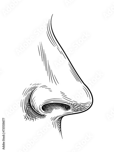 Handdraw sketch human organ. Educational materials and anatomical infographics. Abstract creativity and art. Hand drawn nose. Linear flat vector illustration isolated on white background