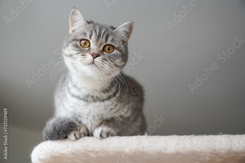 silver tabby british shorthair cat kitten perching on top of cat condo © Axel Bueckert