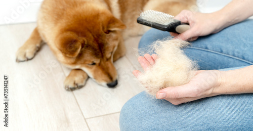 grooming and combing the hair of Shiba Inu © I