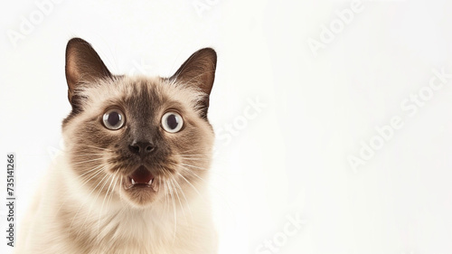 Surprised Siamese cat  © DigitalLys