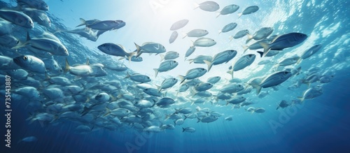 Picture of group of fish swimming underwater. Creative Banner. Copyspace image