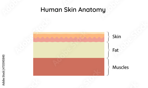 Anatomy of human Skin,Three main Layer,3,medical diagram, skin, fat, muscles, isometric, drawing,style,horizontal,Cross section , Vector, illustration,Skin structure, slice,isolated, white,free space,