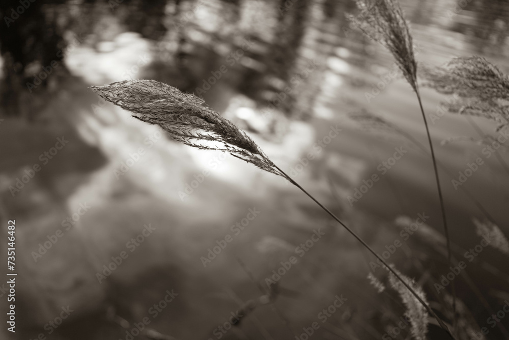 Fototapeta premium Reeds by the lake black an white