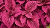 Bright pink and green colors Coleus plant leaves background