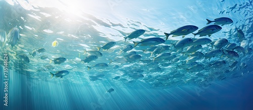 Picture of group of fish swimming underwater. Creative Banner. Copyspace image