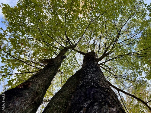 Tree Canopy Background