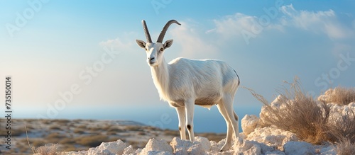 The antelope addax Addax nasomaculatus known as the screw horn antelope Due to danger of extinction the species was introduced and acclimatized in nature reserve near Eilat Israel. Creative Banner photo