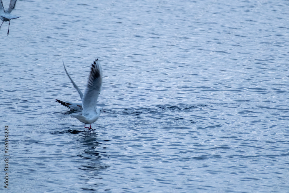 Fototapeta premium flight of a seagull